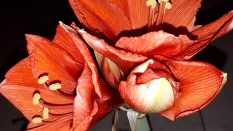 Derweil beginnt die dritte Blüte der Amaryllis sich zu öffnen... / © Sr. Emmanuela (privat) Derweil beginnt die dritte Blüte der Amaryllis sich zu öffnen... / © Sr. Emmanuela (privat)