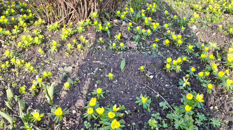 Der Frühling steht vor der Türe! / © Sr, Emmanuela (privat) Der Frühling steht vor der Türe! / © Sr, Emmanuela (privat)