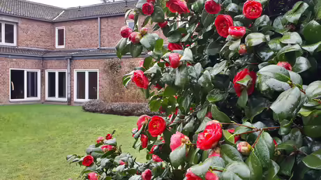 Die Karemlien blühen! / © Sr. Emmanuela (privat)