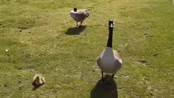 Sr. Tabita und Sr. Josephine im Düsseldorfer Nordpark (privat)