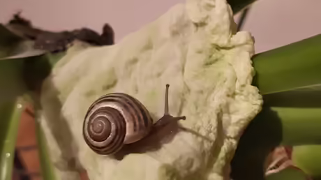 Die Schnecke ist erwacht / © Sr. Emmanuela (privat)