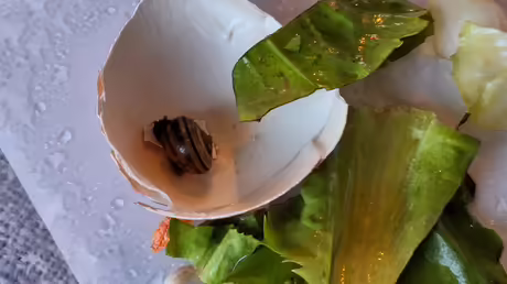 Noch schüchtern: Schnecke Nr. 7 / © Sr. Emmanuela (privat) Noch schüchtern: Schnecke Nr. 7 / © Sr. Emmanuela (privat)