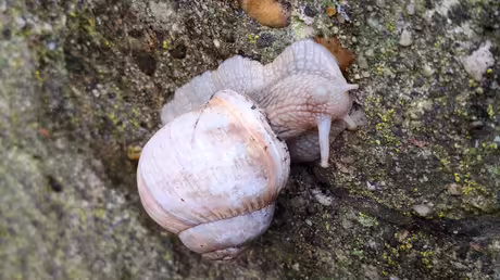 fast weiße Weinbergschnecke / © Sr. Emmanuela (privat) fast weiße Weinbergschnecke / © Sr. Emmanuela (privat)