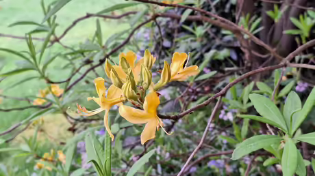 Blütenpracht in Angermund / © Sr. Emmanuela (privat)