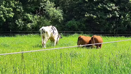 Großer Stier und kleine Kühe / © Sr. Emmanuela (privat) Großer Stier und kleine Kühe / © Sr. Emmanuela (privat)
