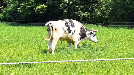 Stier mit höchst eindrucksvollen Hörnern / © Sr. Emmanuela (privat) Stier mit höchst eindrucksvollen Hörnern / © Sr. Emmanuela (privat)