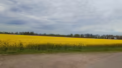 Blühendes Rapsfeld (privat)