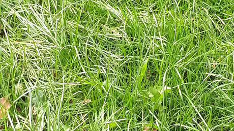 Das Gras wächst / © Sr. Emmanuela Kohlhaas (privat) Das Gras wächst / © Sr. Emmanuela Kohlhaas (privat)