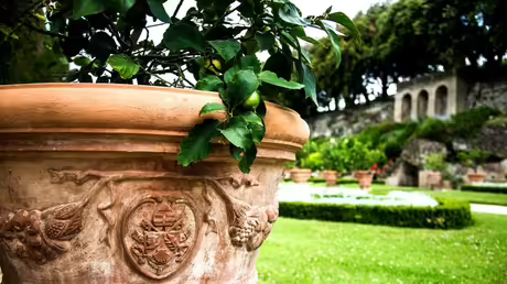 Päpstliche Gärten in Castel Gandolfo / © Stefano dal Pozzolo/Romano Siciliani (KNA) Päpstliche Gärten in Castel Gandolfo / © Stefano dal Pozzolo/Romano Siciliani (KNA)